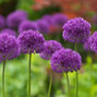 3251863_allium_purple_sensation_01