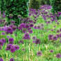 3251863_allium_purple_sensation_02