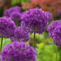 3251863_allium_purple_sensation_03