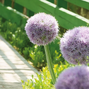 9254819_allium_round_and_purple_01