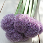9254819_allium_round_and_purple_02