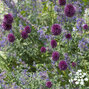 3250758_allium_sphaerocephalon_02