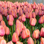 8244435_tulipa_apricot_impression_01