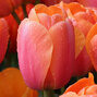 8244435_tulipa_apricot_impression_02
