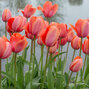8244435_tulipa_apricot_impression_03