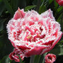 8244051_tulipa_brest_01
