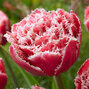 8244051_tulipa_brest_02