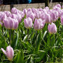 8244052_tulipa_candy_prince_01