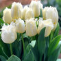 8244437_tulipa_daytona_01
