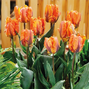 9254815_tulipa_orange_rococo_02