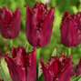 9223125_tulipa_pacific_pearl_01