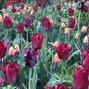 9223125_tulipa_pacific_pearl_02