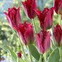 9223125_tulipa_pacific_pearl_03