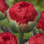 9222285_tulipa_rococo_double_01