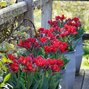 9222285_tulipa_rococo_double_02