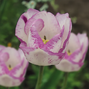 8254812_tulipa_shirley_03