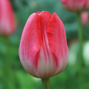 8254805_tulipa_up_pink_03