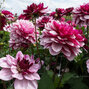 3233855_dahlia_creme_de_cassis_1ks_v_balena--_dalia_01
