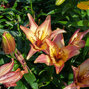 5244241_lilium_royal_sunset_01