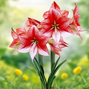 10254880_amaryllis_showmaster_01