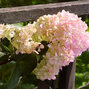 8254633_hydrangea_magical_summer_01