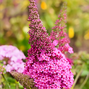 6254706_buddleja_butterfly_cerise_01