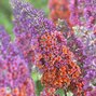 2251937_buddleja_flower_power_04