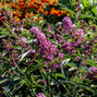 7220568_buddleja_free_petite_tutti_frutti_02