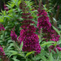 4233913_buddleja_funky_fuchsia_02