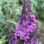 3223294_buddleja_reve_de_papillon_r_lavender_01