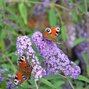 3223294_buddleja_reve_de_papillon_r_lavender_02