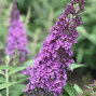 3223294_buddleja_reve_de_papillon_r_lavender_04