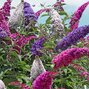 4253398_buddleja_tricolor_01