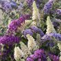 4253398_buddleja_tricolor_03