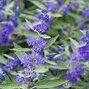 13241540_caryopteris_heavenly_blue_01
