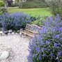 13241540_caryopteris_heavenly_blue_02