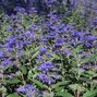 13241540_caryopteris_heavenly_blue_03