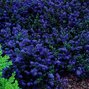 2252768_ceanothus_blue_sapphire_01