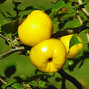 09202257_chaenomeles_orange_trail_01