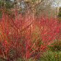 3253812_cornus_elegantissima_01