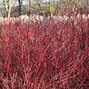 3253812_cornus_elegantissima_02