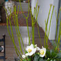 3253815_cornus_flaviramea_03