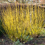 3253815_cornus_flaviramea_06