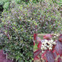 325381_cornus_kesselringii_01