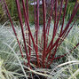 325381_cornus_kesselringii_05