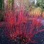 3253814_cornus_sibirica_01