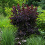6252699_cotinus_royal_purple_03