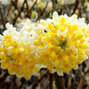 3254551_edgeworthia_honey_sunshine_02