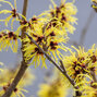 3233828_hamamelis_arnold_promise_03