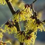 3233828_hamamelis_arnold_promise_04